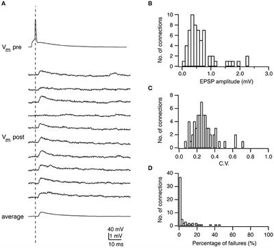 Unveiling the Synaptic Function and Structure Using Paired Recordings From Synaptically Coupled Neurons